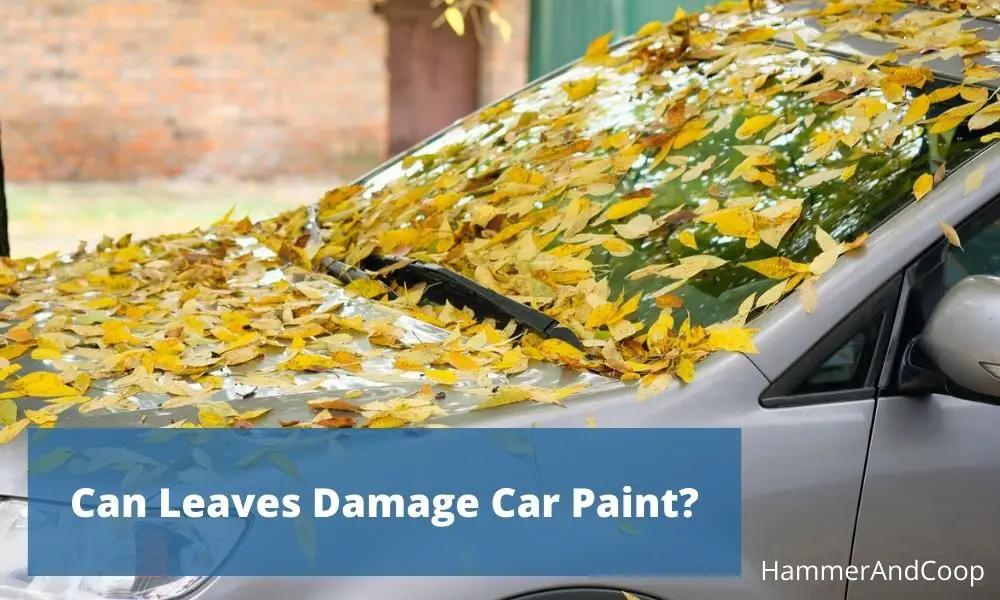 can-leaves-damage-car-paint